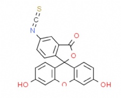 Fluorescein 5-isothiocyanate